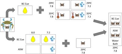 Differential effects of warming and acidification on chemosensory transmission and detection may strengthen non-consumptive effects of blue crab predators (Callinectes sapidus) on mud crab prey (Panopeus herbstii)